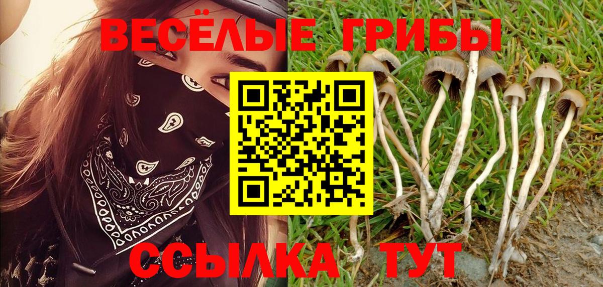 Псилоцибиновые грибы Psilocybine cubensis Нурлат